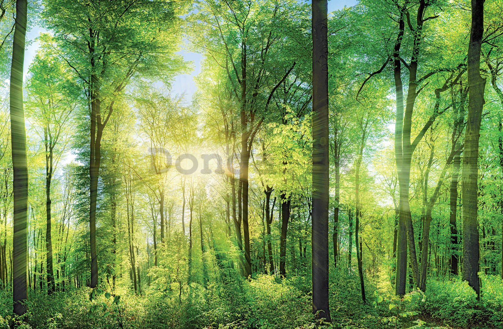 Obraz na plátne: Zelený les (1) - 116x76 cm