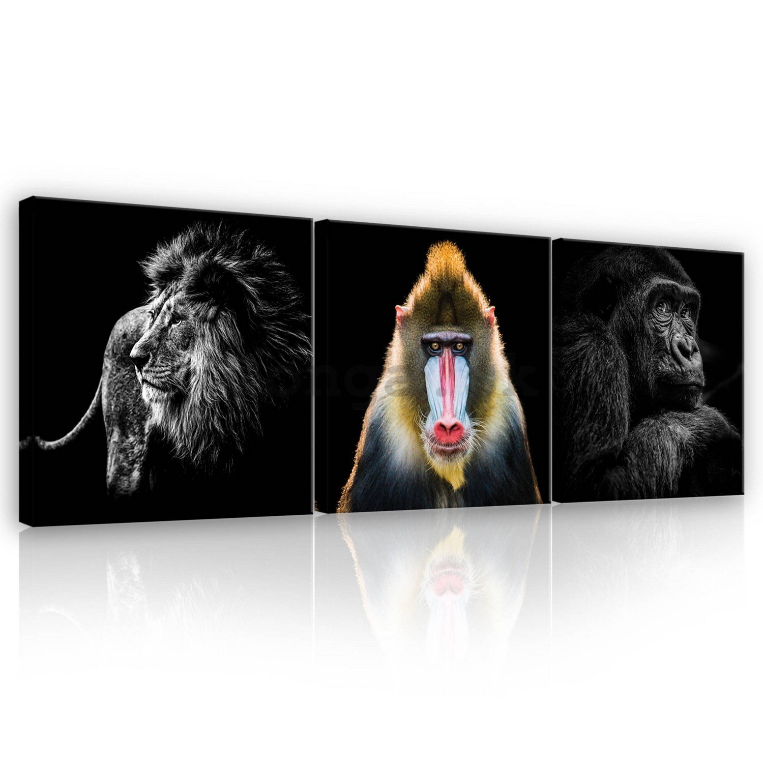 Obraz na plátne: Lev, Mandril a Gorila - set 3ks 25x25cm