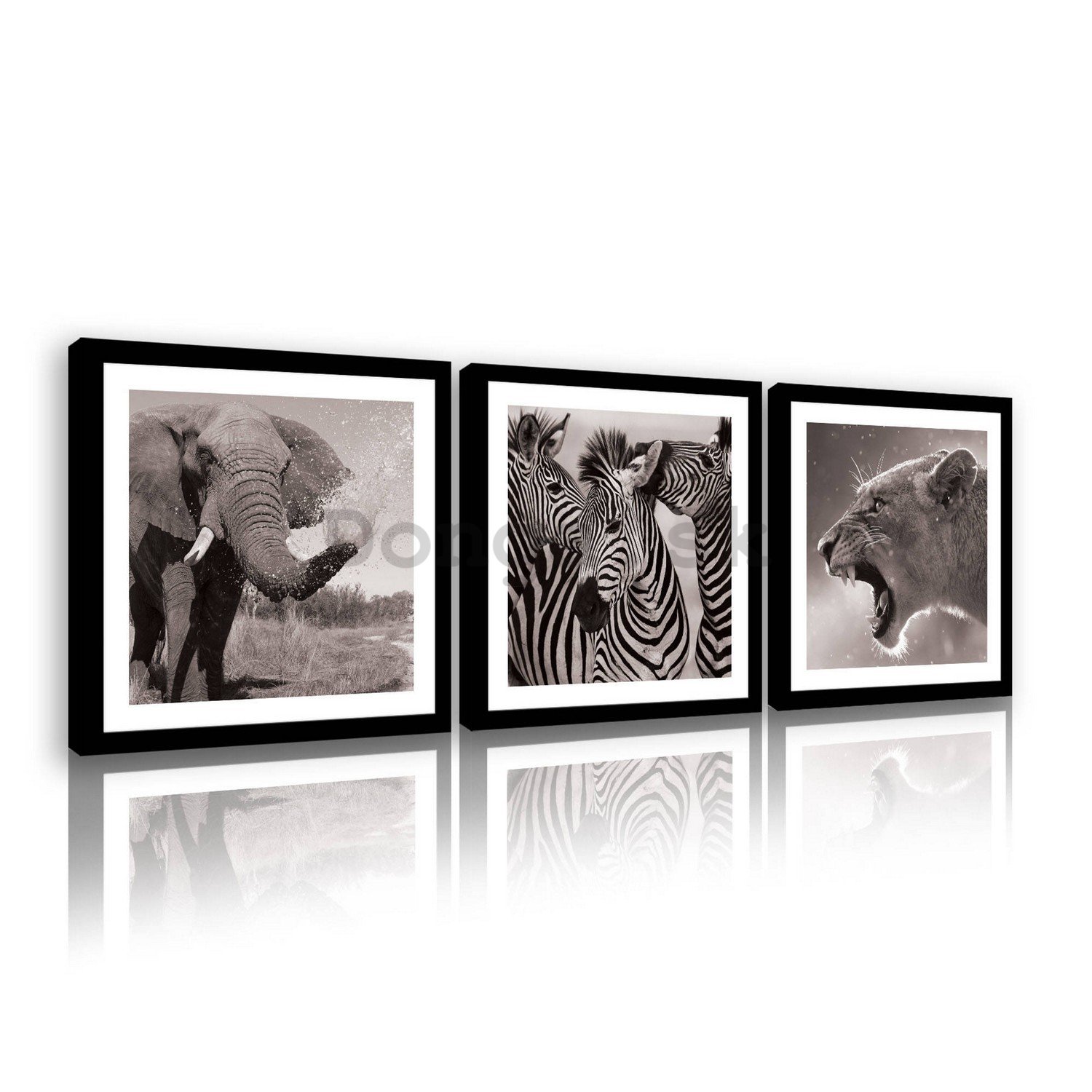 Obraz na plátne: Slon, Zebry a Levice - set 3ks 25x25cm