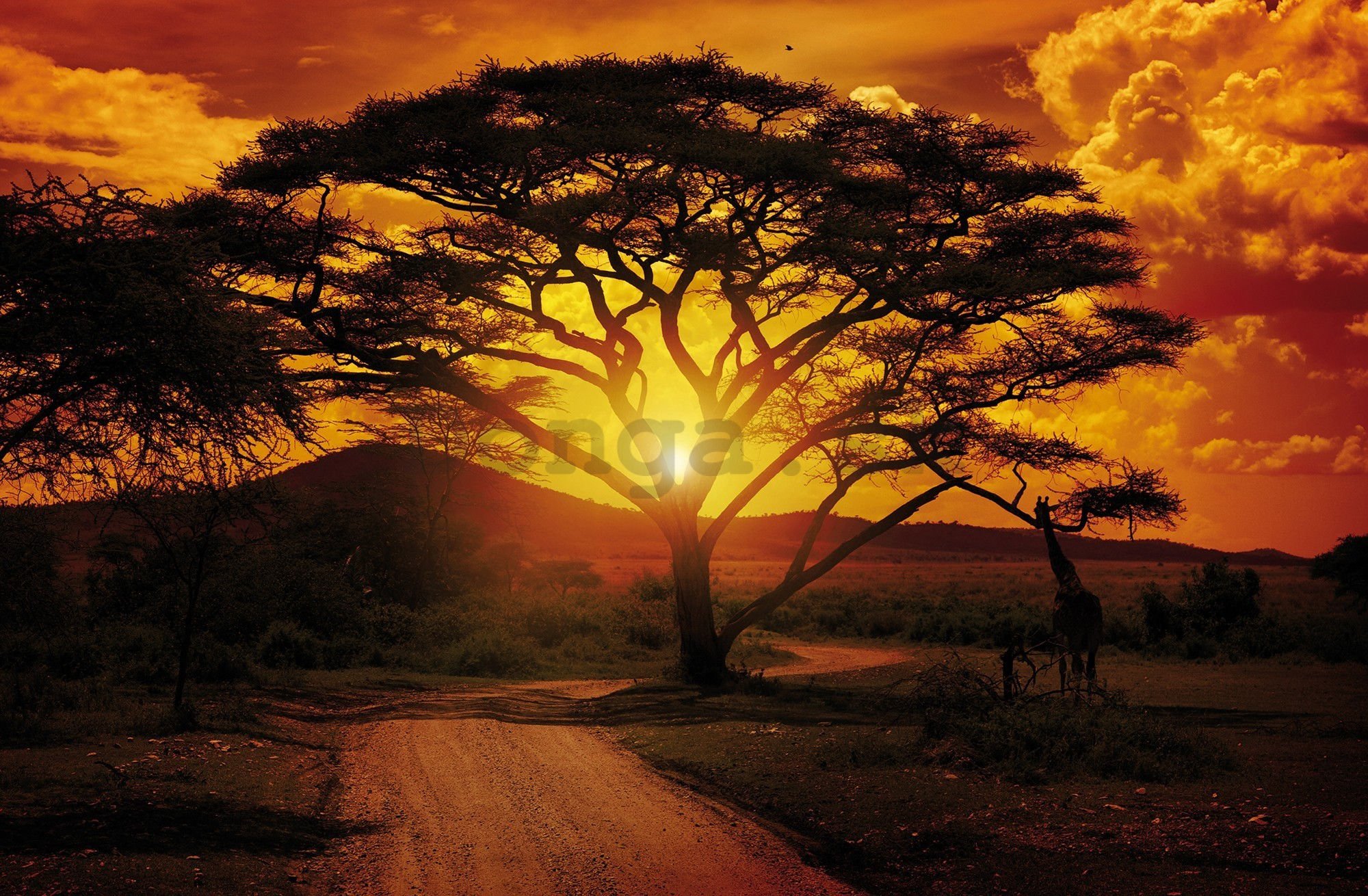 Fototapeta vliesová: Africký západ slnka - 104x70,5cm