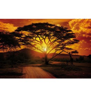 Fototapeta vliesová: Africký západ slnka - 104x70,5cm