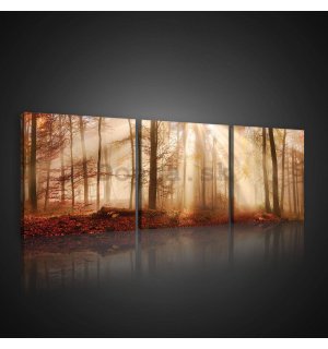 Obraz na plátne: Lesné svitanie - set 3ks 25x25cm
