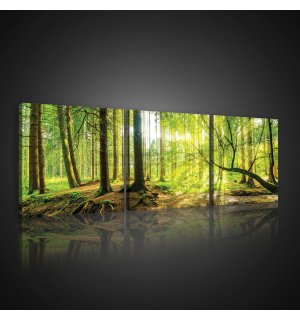 Obraz na plátne: Lužný les - set 3ks 25x25cm