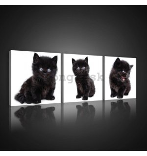 Obraz na plátne: Čierne mačiatko - set 3ks 25x25cm