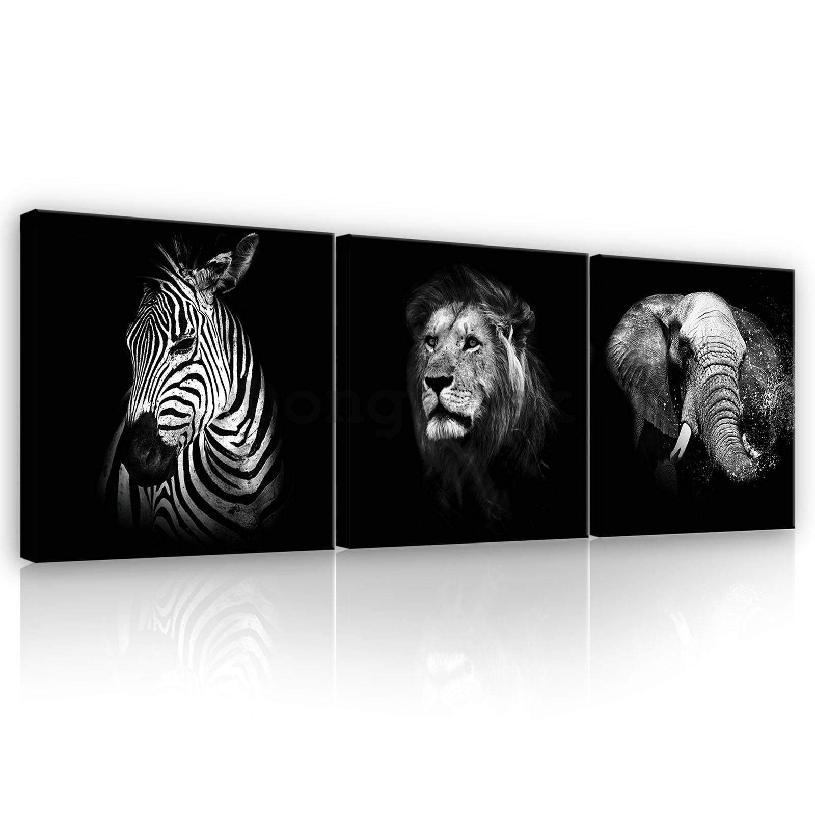 Obraz na plátne: Čiernobiela zvieratá (1) - set 3ks 25x25cm