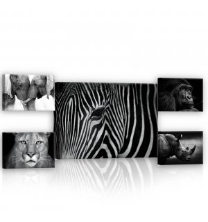 Obraz na plátne: Čiernobiela zvieratá (2) - set 1ks 70x50 cm a 4ks 32,4x22,8 cm