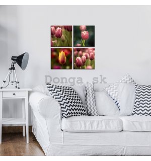 Obraz na plátne: Tulipány (1) - set 4ks 25x25cm