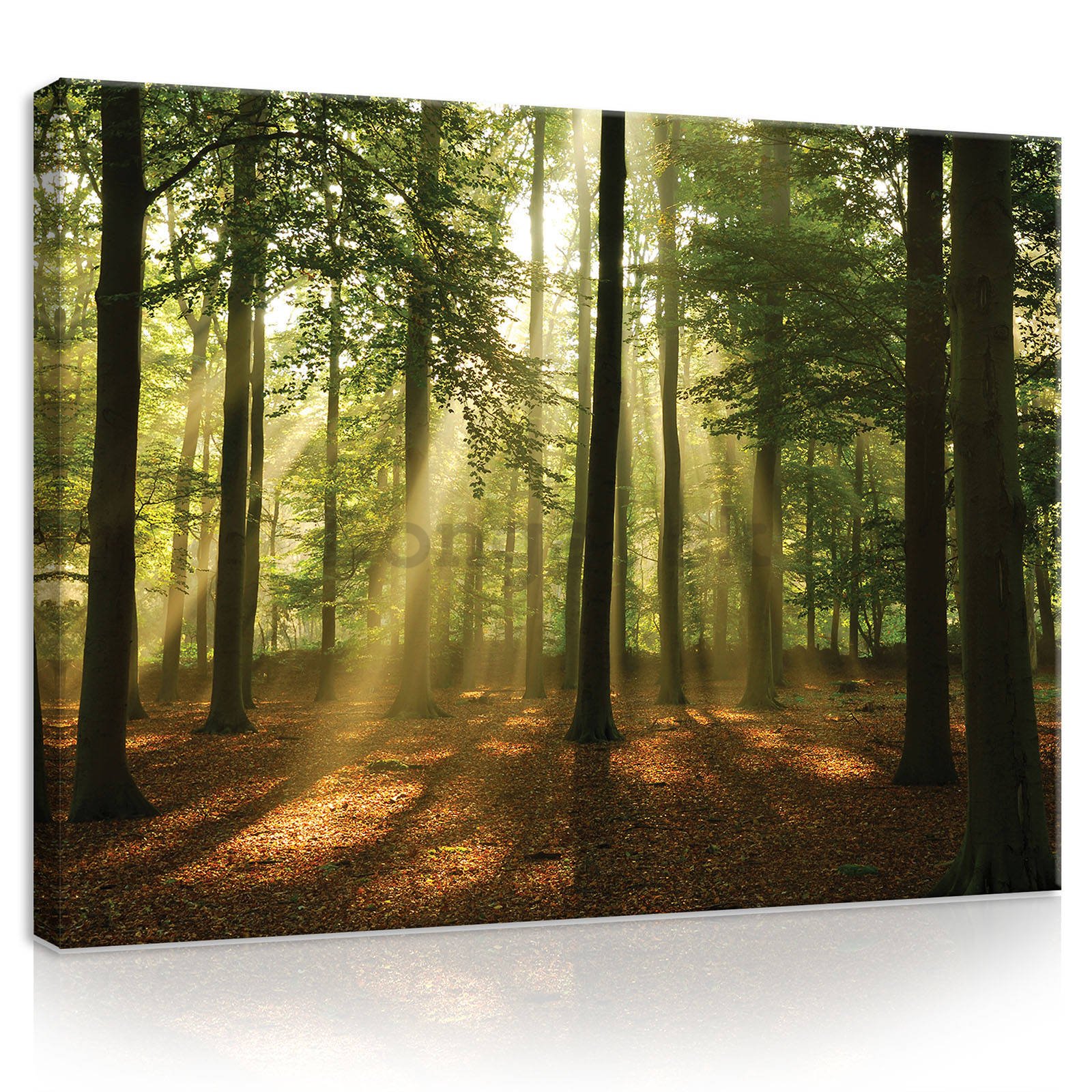 Obraz na plátne: Slnko v lese (4) - 80x60 cm