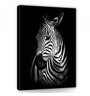 Obraz na plátne: Zebra (2) - 60x80 cm