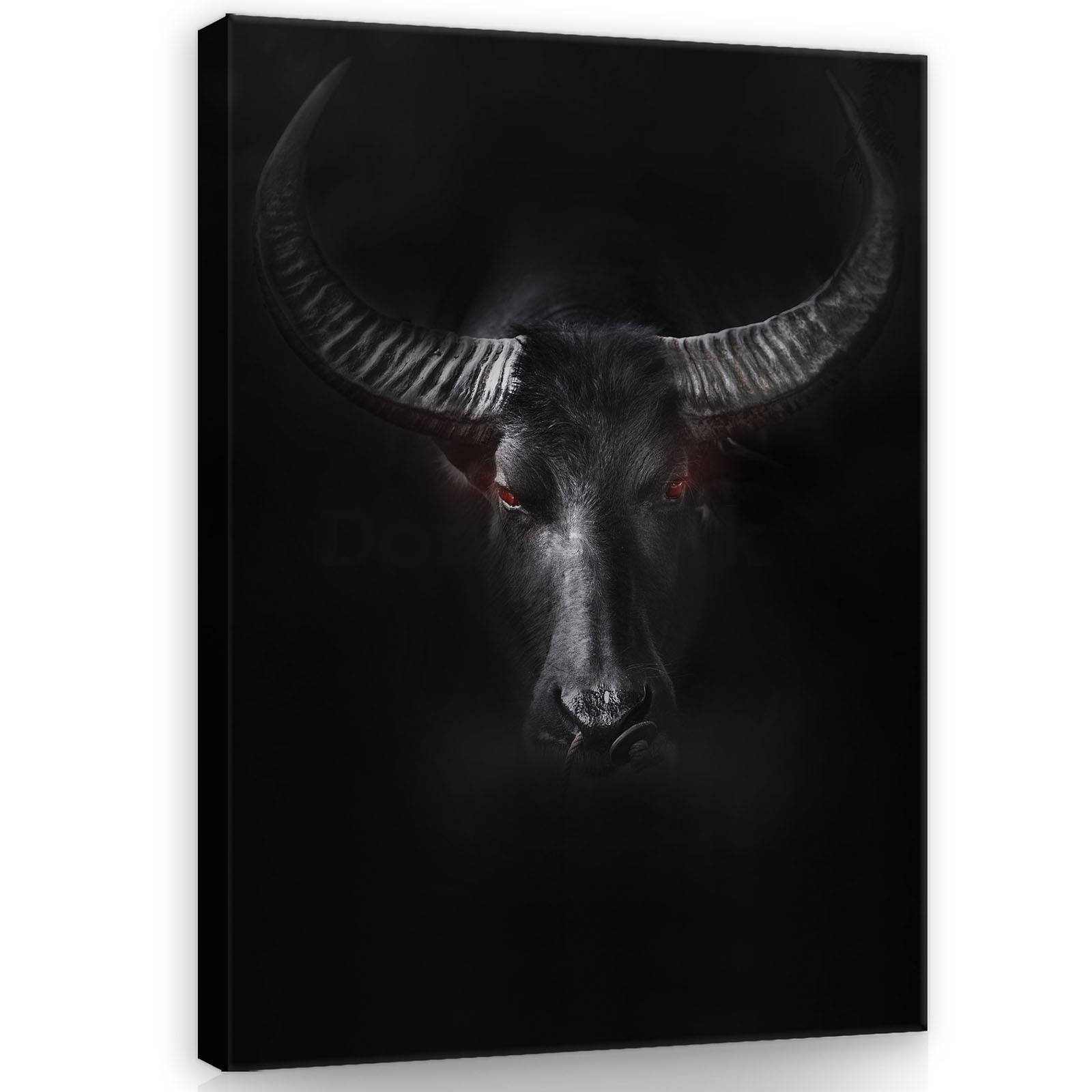 Obraz na plátne: Čierny býk - 60x80 cm