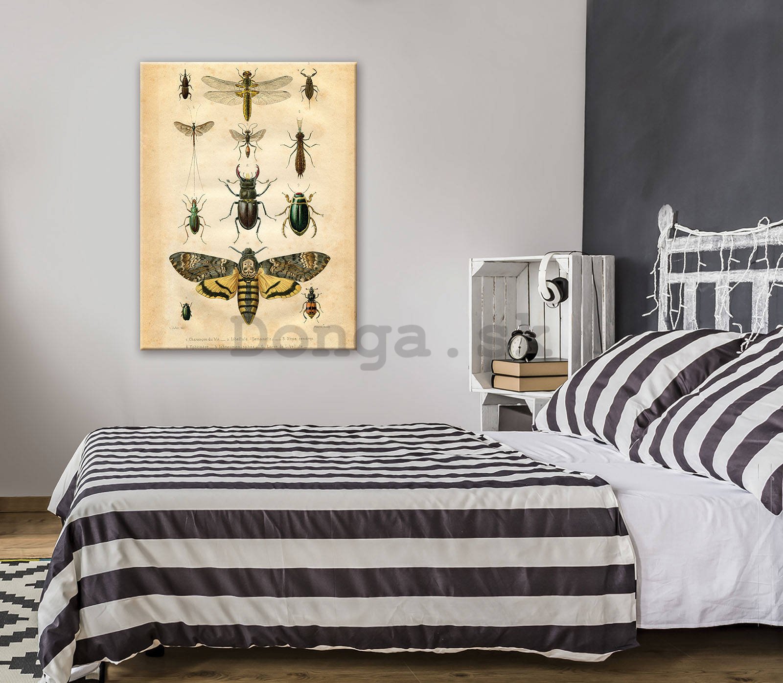 Obraz na plátne: Zbierka chrobákov - 60x80 cm