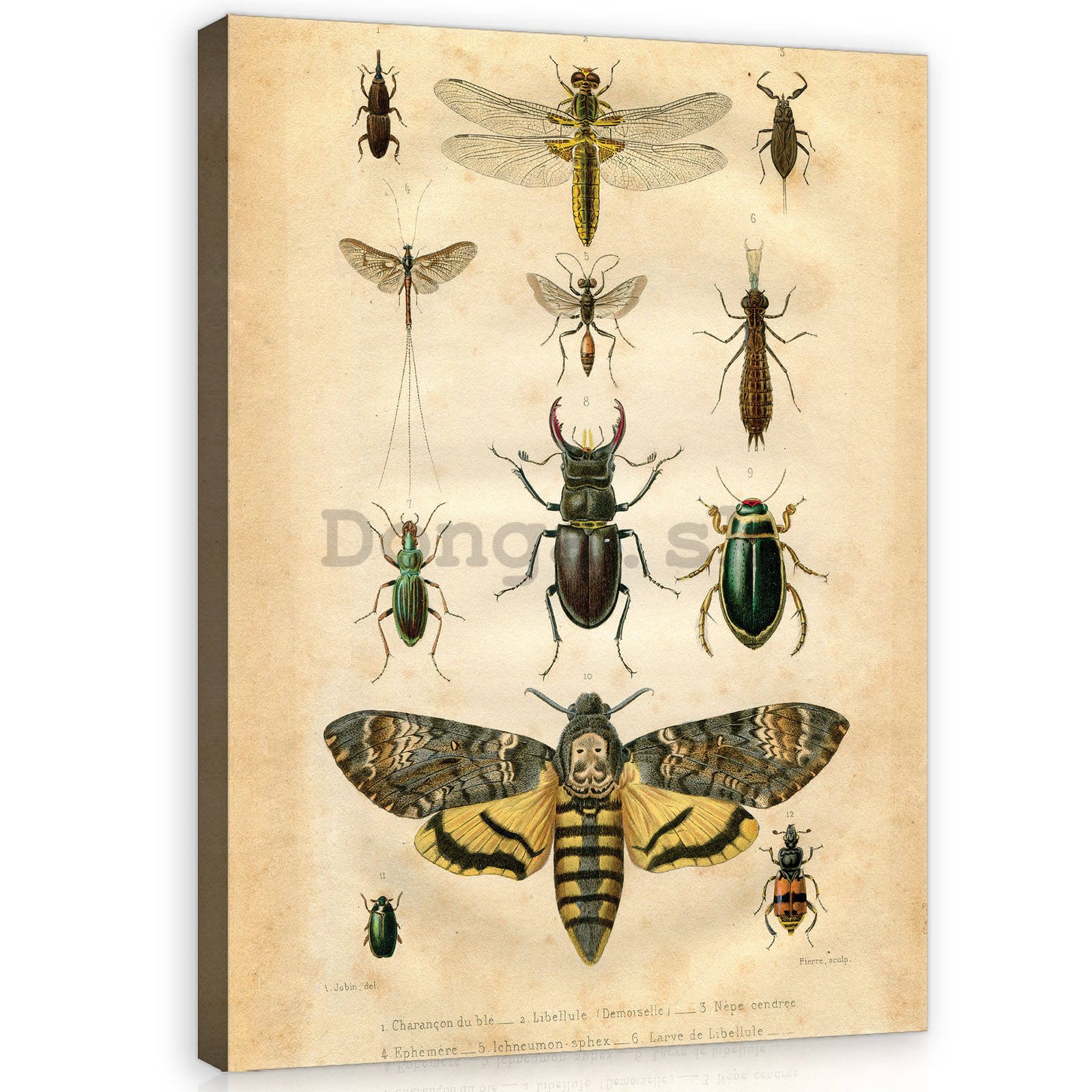 Obraz na plátne: Zbierka chrobákov - 60x80 cm