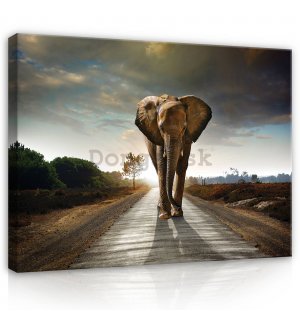 Obraz na plátne: Slon (4) - 80x60 cm