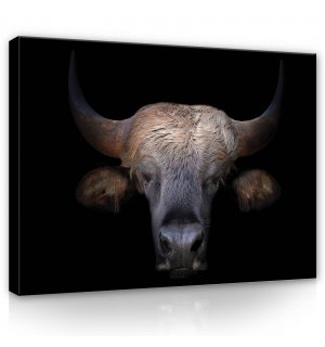 Obraz na plátne: Býk (1) - 80x60 cm