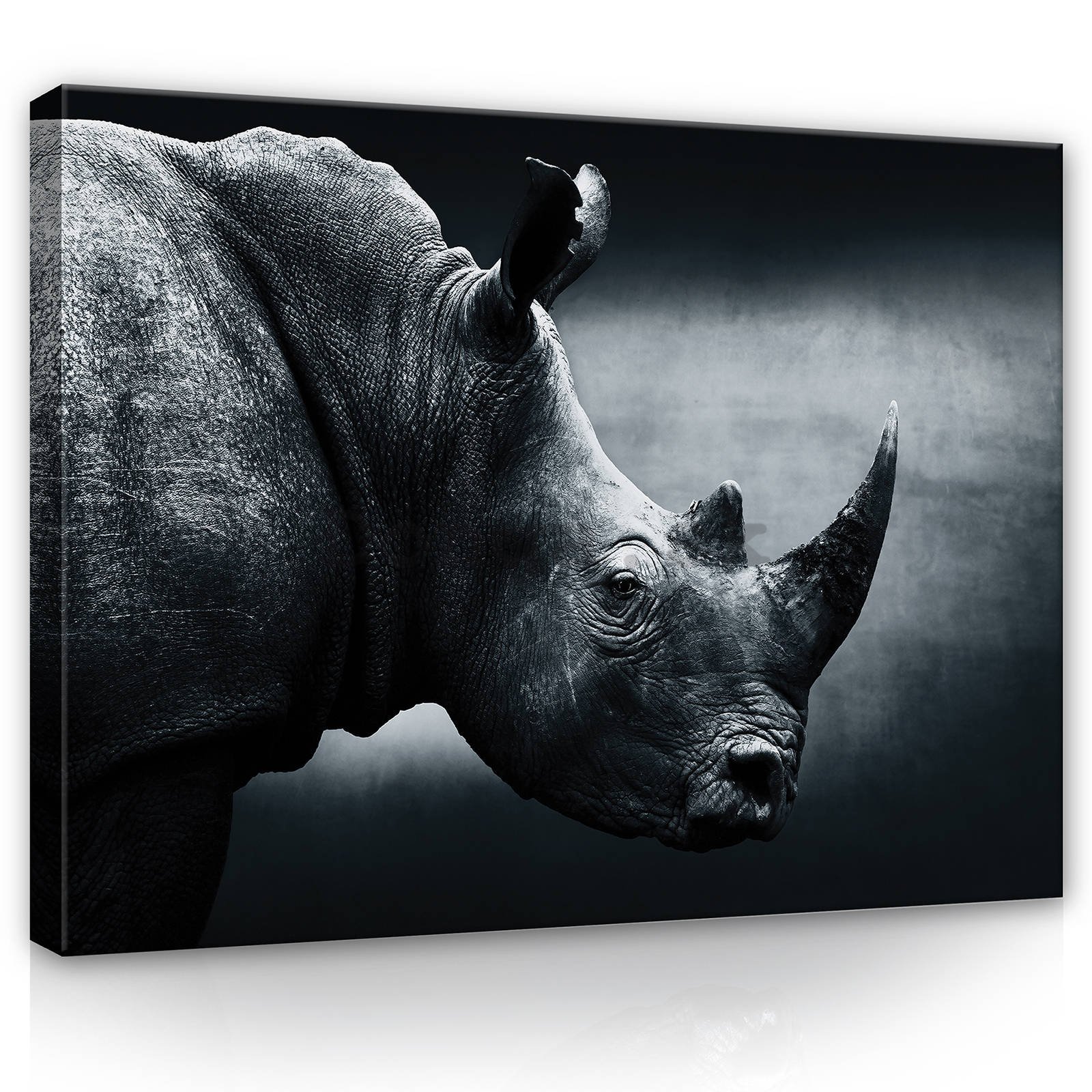 Obraz na plátne: Nosorožec (čiernobiely) - 80x60 cm