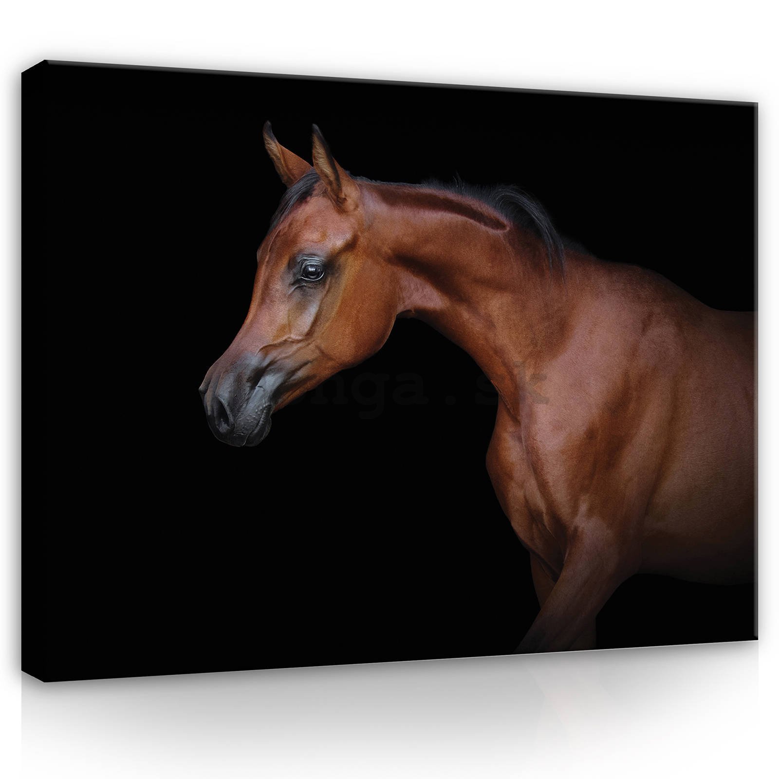 Obraz na plátne: Kôň (3) - 80x60 cm
