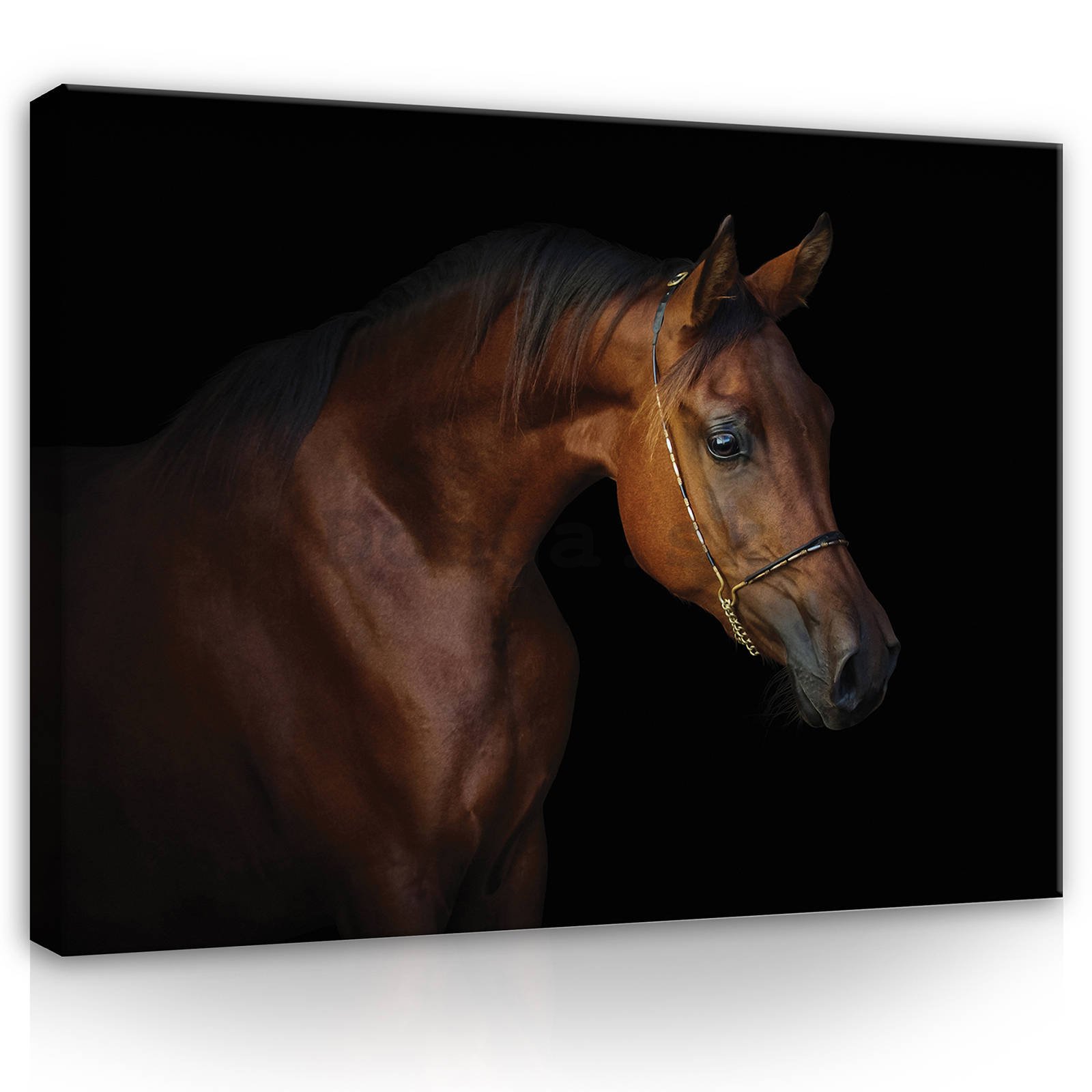 Obraz na plátne: Kôň (4) - 80x60 cm