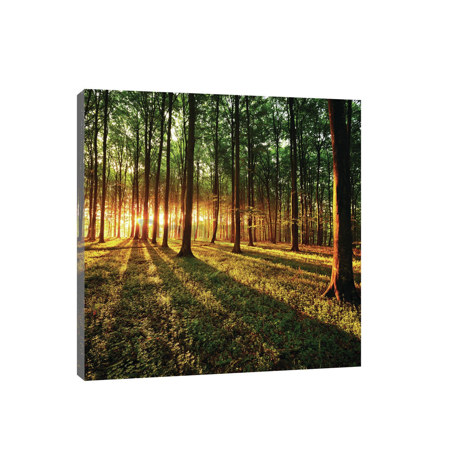 Obraz na plátne: Západ slnka v lese - 80x60 cm