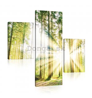 Obraz na plátne: Slnko v lese (2) - set 1ks 80x30 cm a 2ks 37,5x24,8 cm