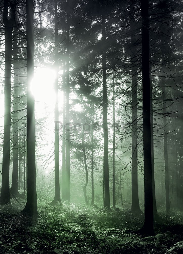Fototapeta: Slnečné lúče v zelenom lese - 184x254 cm