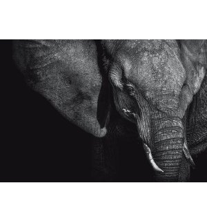 Fototapeta vliesová: Čiernobiely slon (1) - 254x368 cm