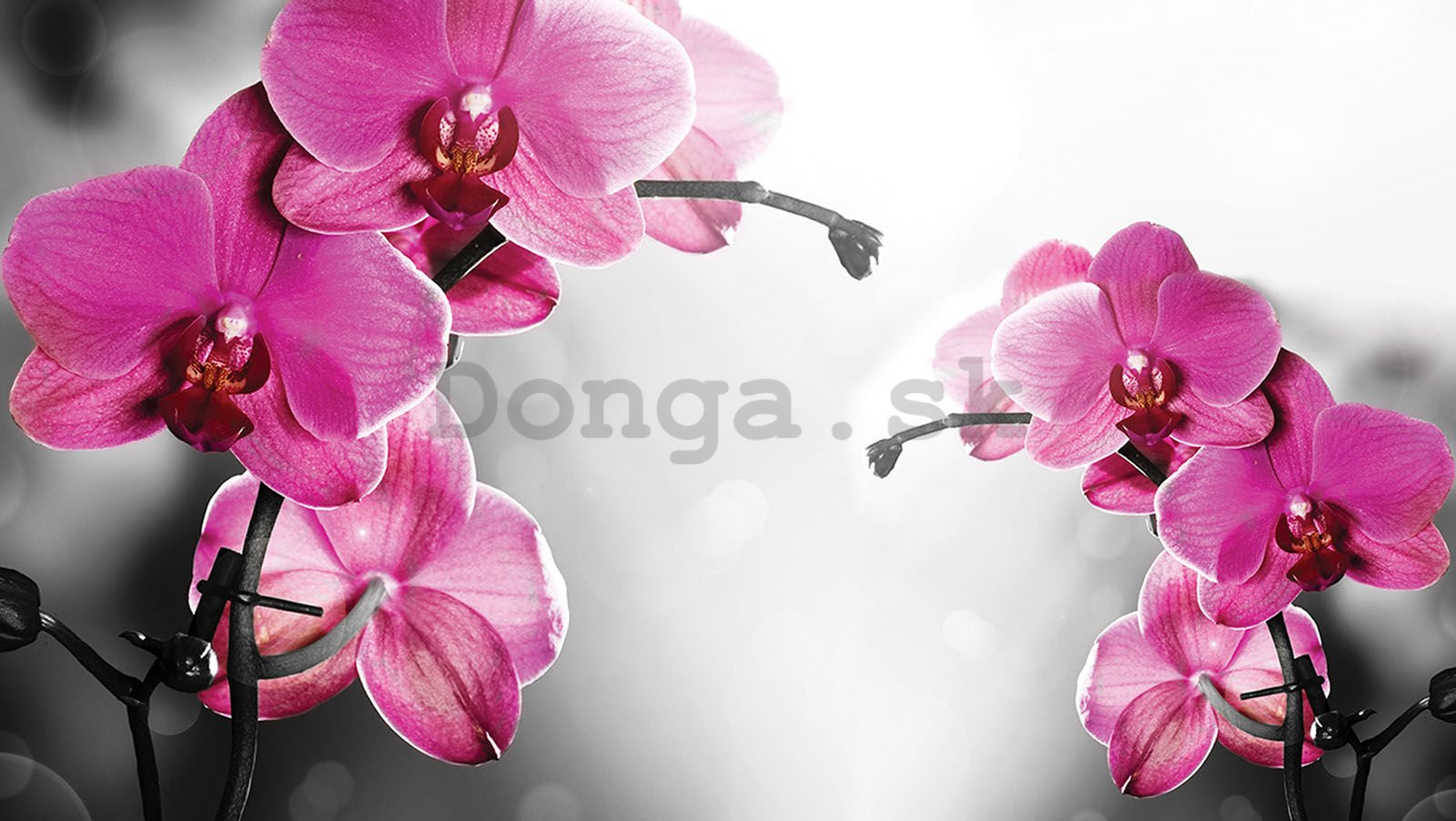 Fototapeta vliesová: Orchidea na sivom pozadí - 152,5x104 cm