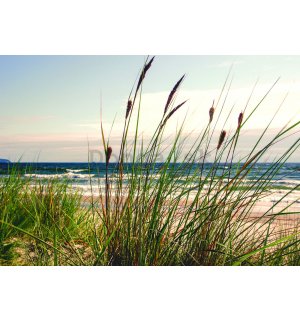 Fototapeta vliesová: Tráva na pobreží (1) - 104x70,5 cm