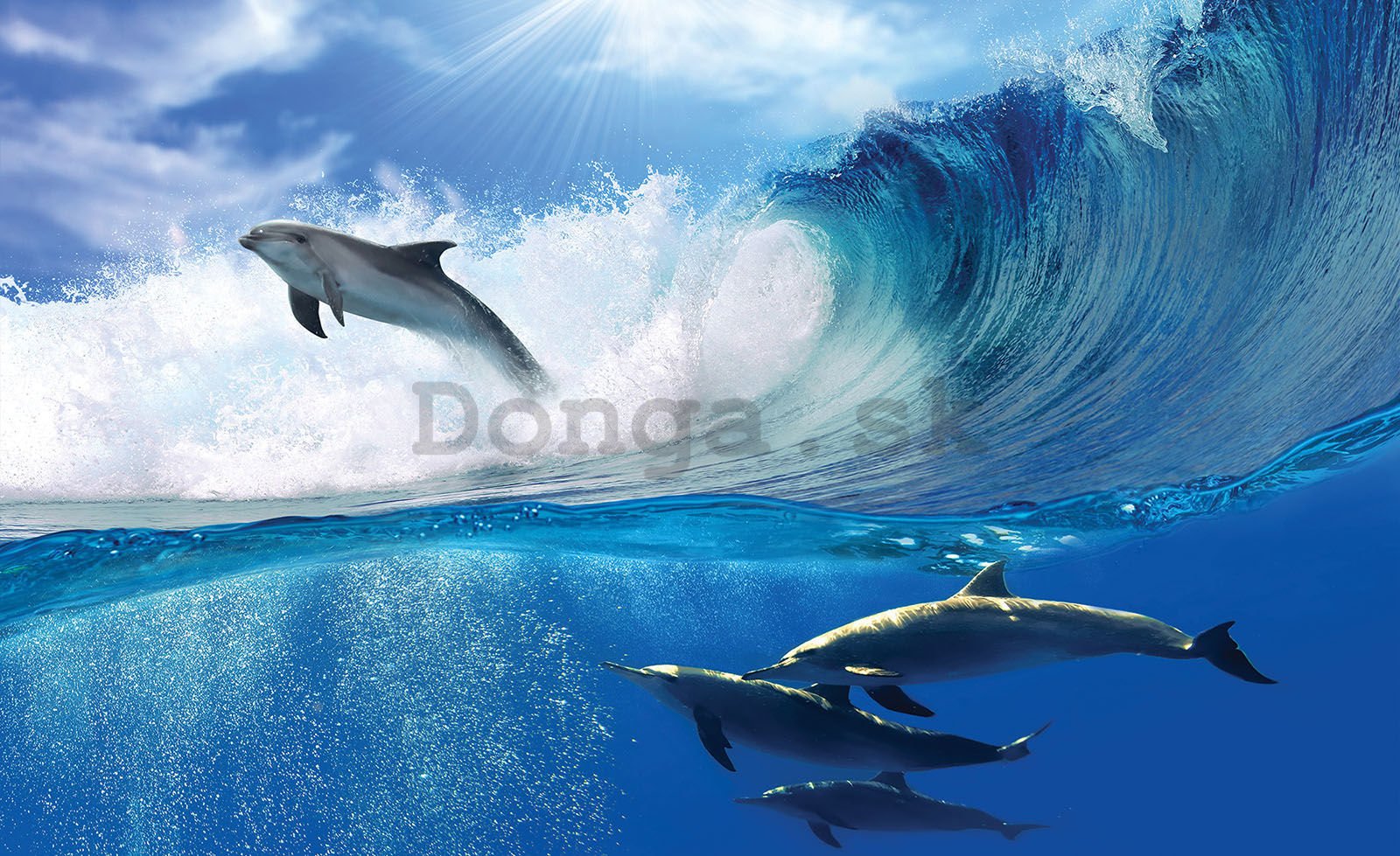Fototapeta vliesová: Delfíny - 416x254 cm