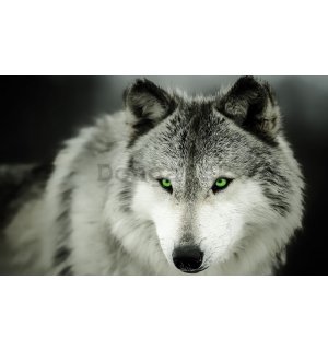 Fototapeta vliesová: Vlk (1) - 416x254 cm