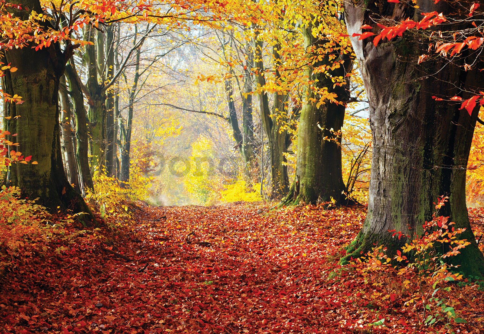 Fototapeta vliesová: Jesenný les (3) - 312x219cm