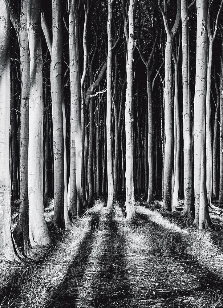 Fototapeta: Strašidelný les - 184x254 cm