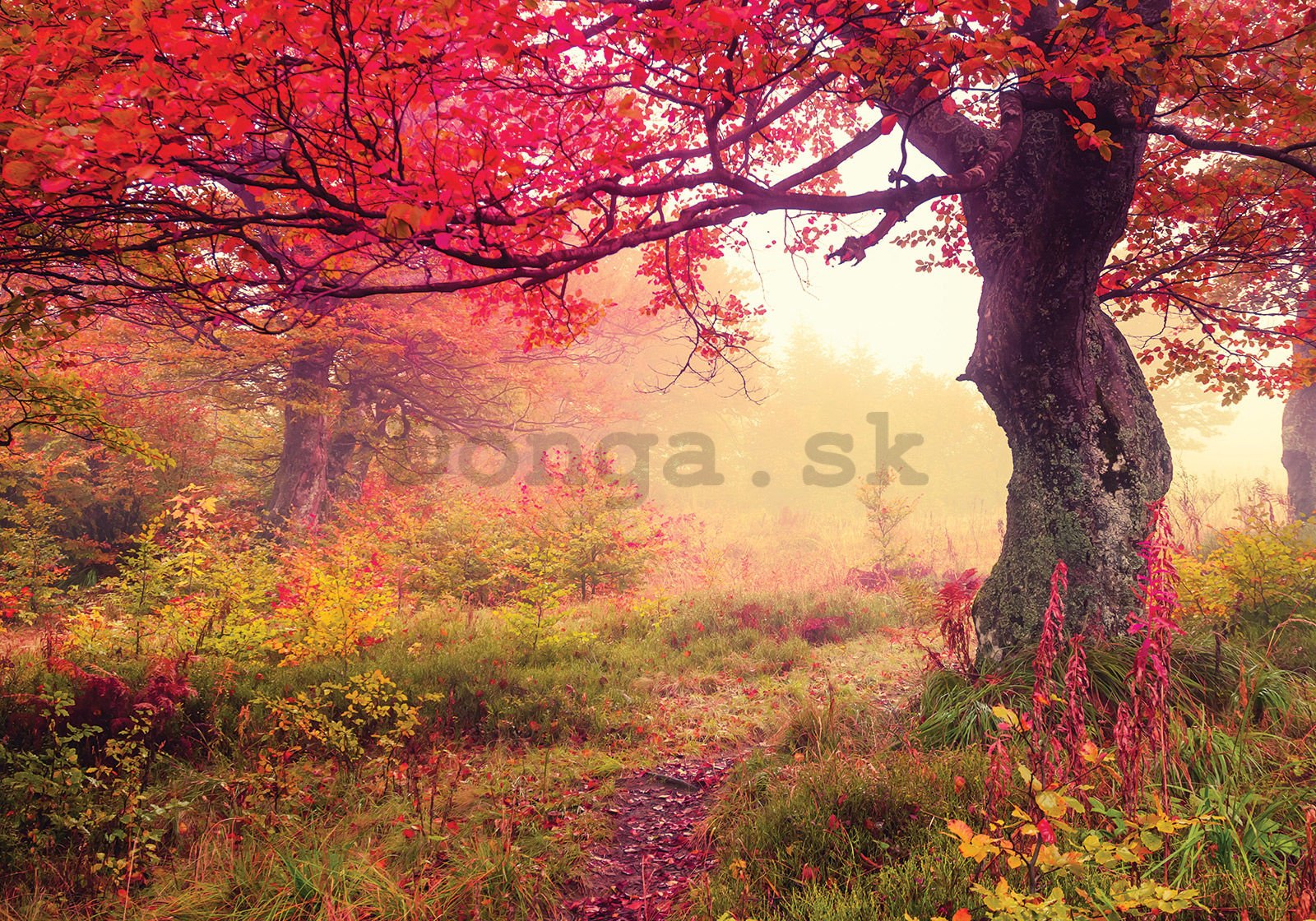 Fototapeta vliesová: Kvetoucí stromy - 300x210 cm