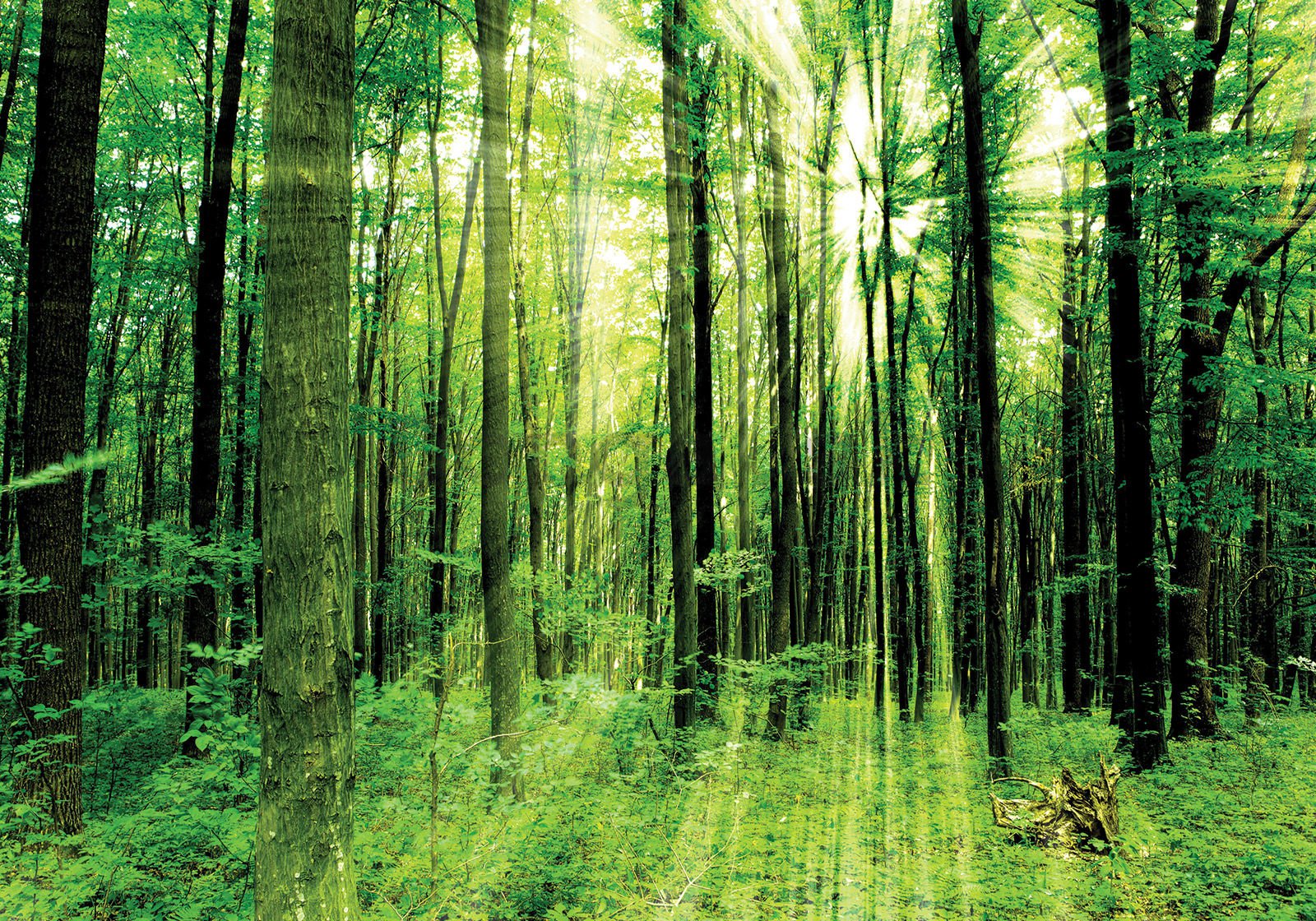 Fototapeta vliesová: Zelený les - 400x280 cm