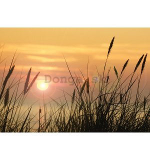 Fototapeta vliesová: Slunce na louce - 400x280 cm