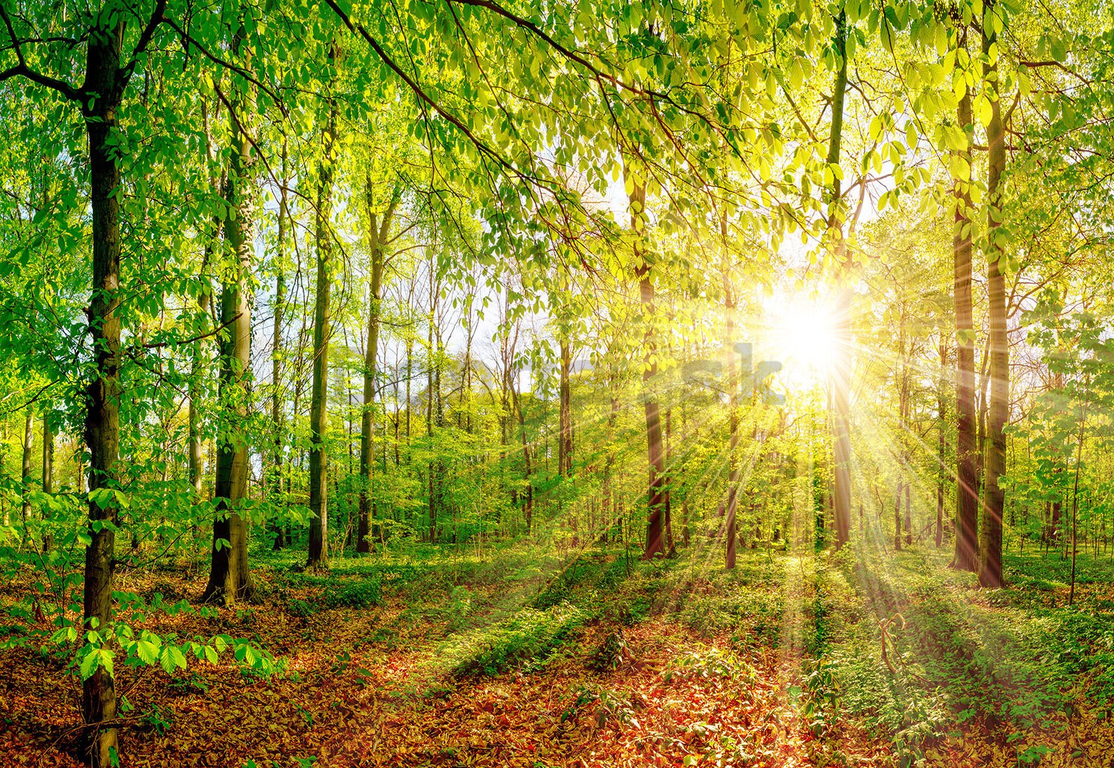 Fototapeta vliesová: Slunce v lese - 368x254 cm