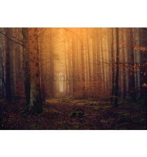 Fototapeta vliesová: Podzimní mlžný les - 416x254 cm