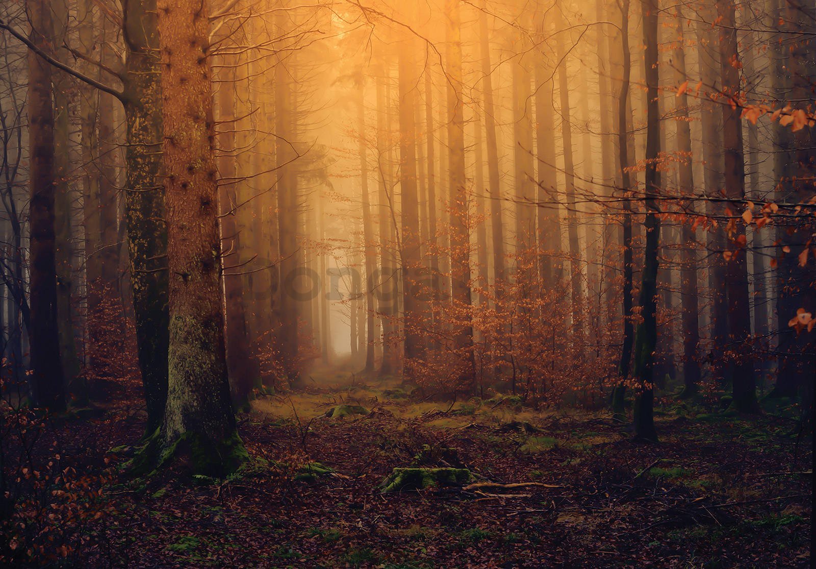 Fototapeta vliesová: Podzimní mlžný les - 254x184 cm