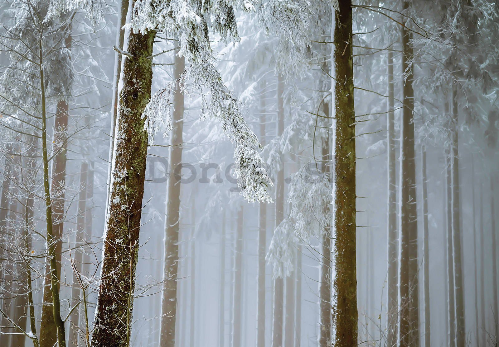 Fototapeta vliesová: Zasněžený jehličnatý les - 254x184 cm