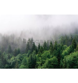 Fototapeta vliesová: Mlha nad lesem (2) - 254x184 cm