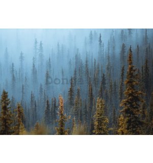 Fototapeta vliesová: Borovicový les (1) - 254x184 cm