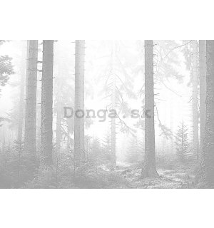 Fototapeta vliesová: Černobílý les (3) - 368x254 cm