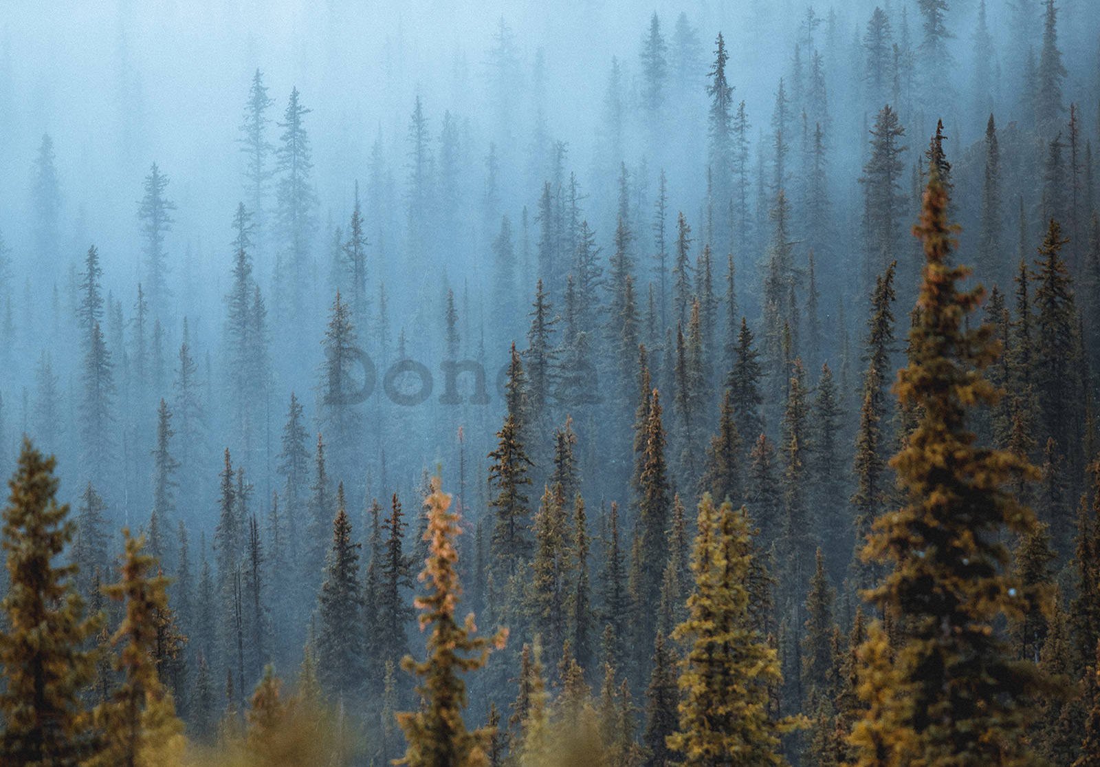 Fototapeta vliesová: Borovicový les (1) - 152,5x104 cm