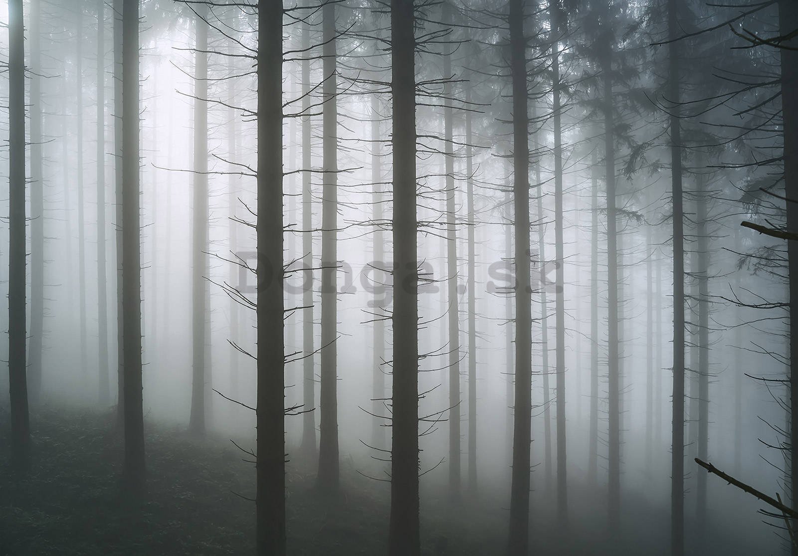 Fototapeta vliesová: Strašidelný les (1) - 152,5x104 cm