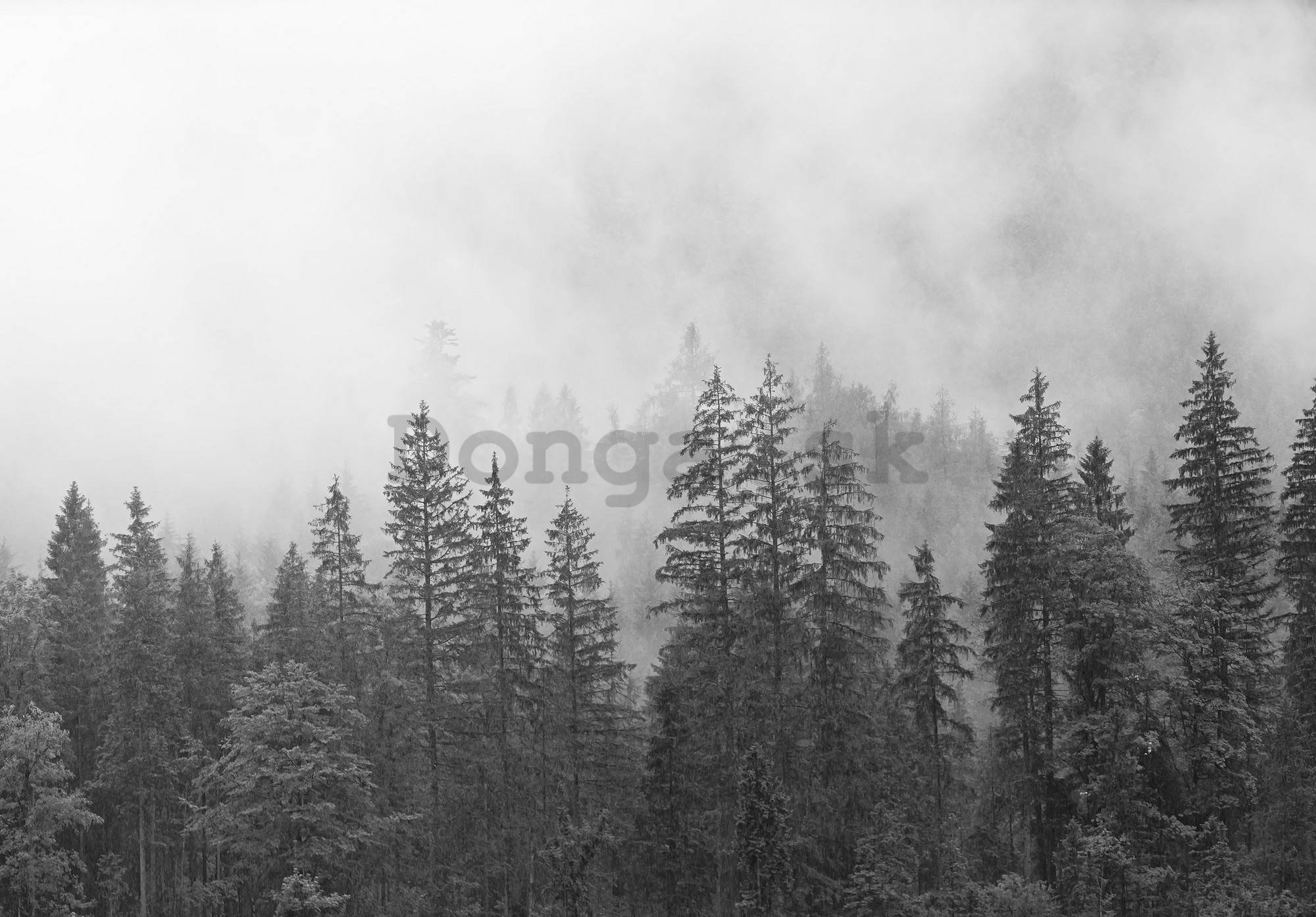 Fototapeta vliesová: Mlha nad černobílým lesem - 152,5x104 cm