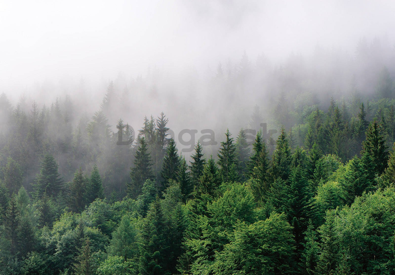 Fototapeta vliesová: Mlha nad lesem (2) - 104x70,5 cm