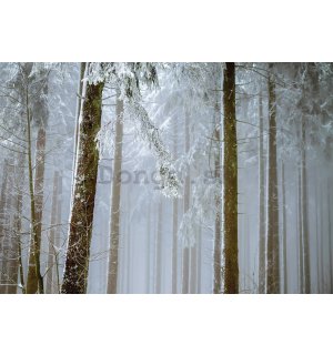 Fototapeta vliesová: Zasněžený jehličnatý les - 416x254 cm