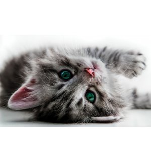 Fototapeta vliesová: Kočka - 416x254 cm