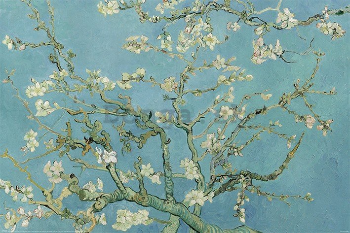 Plagát - Van Gogh, Kvitnúce kvety mandľovníka
