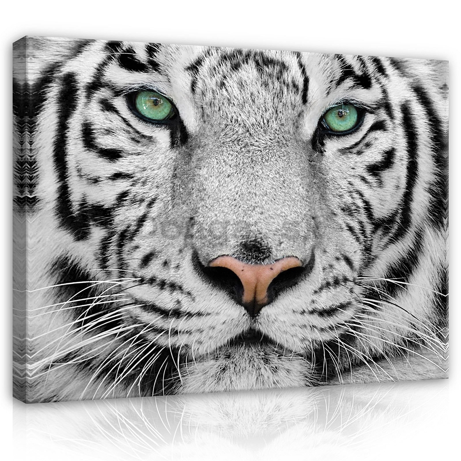 Obraz na plátne: Biely tiger - 80x60 cm