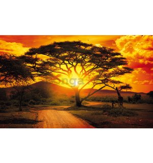Fototapeta: Africký západ slunce (1) - 368x254 cm